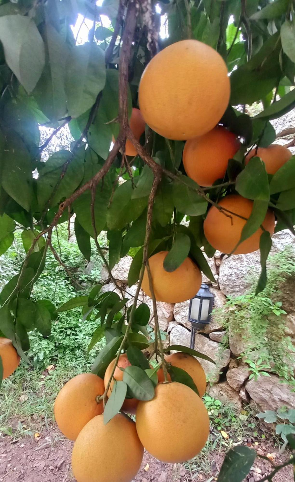 Appartement Demeter Rose Stonehouse Pansion à Antalya Extérieur photo